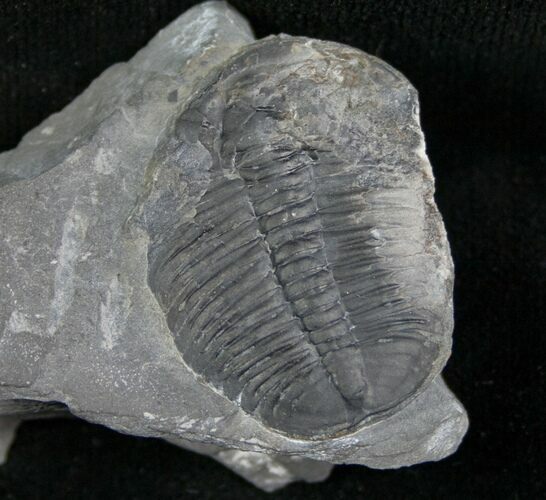 Elrathia Trilobite In Matrix - Utah #6723